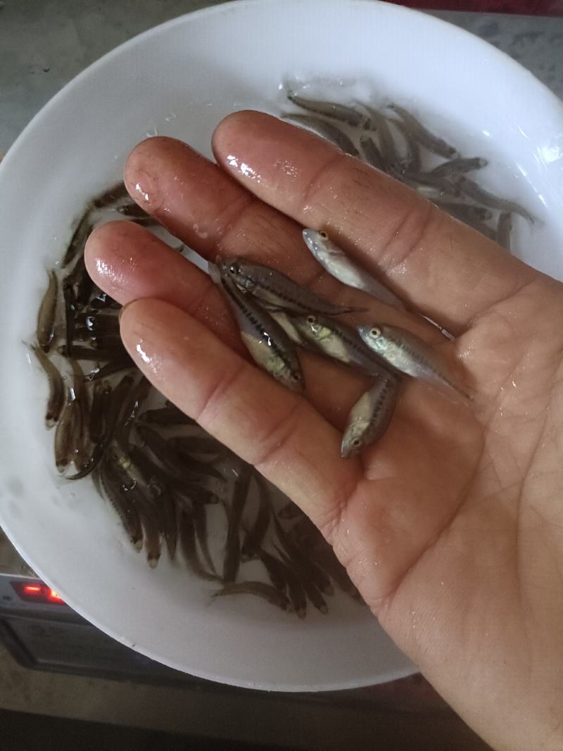加洲鲈鱼苗，己训吃料，欢迎咨询