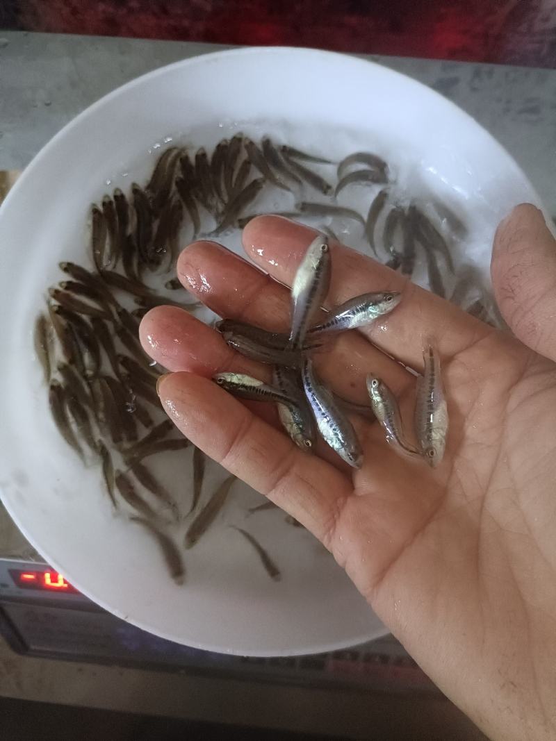 加洲鲈鱼苗，己训吃料，欢迎咨询