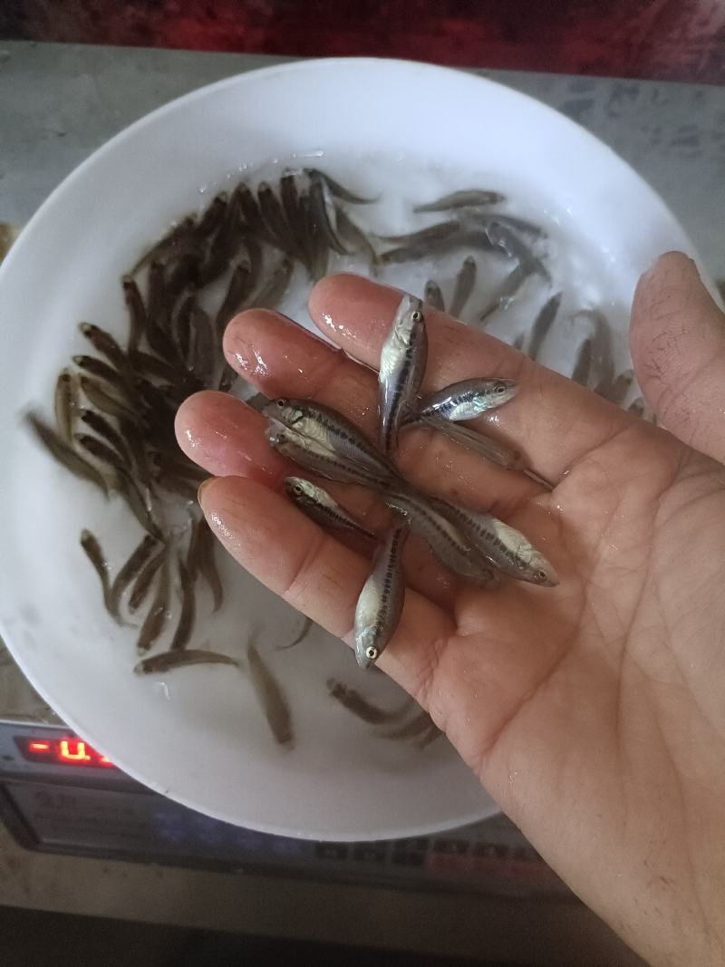 加洲鲈鱼苗，己训吃料，欢迎咨询