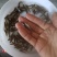 加洲鲈鱼苗，己训吃料，欢迎咨询
