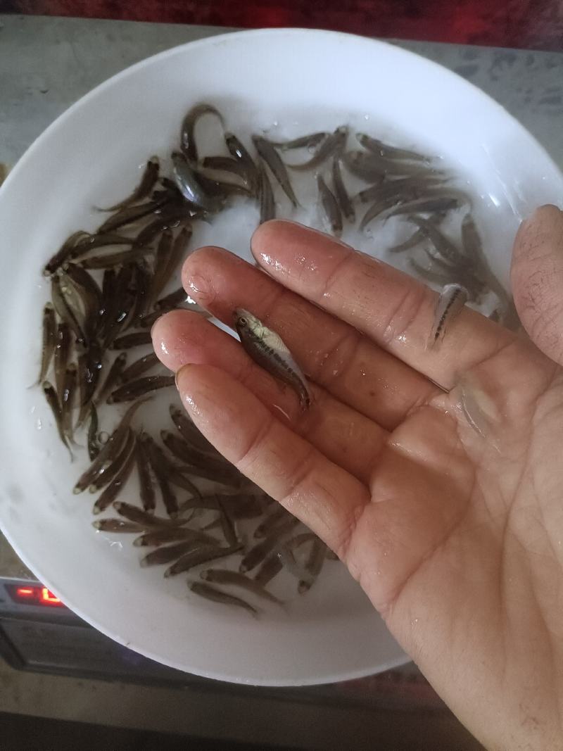 加洲鲈鱼苗，己训吃料，欢迎咨询