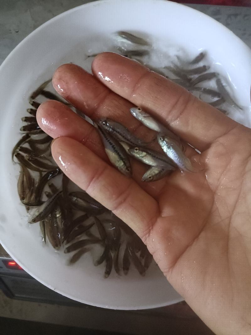 加洲鲈鱼苗，己训吃料，欢迎咨询