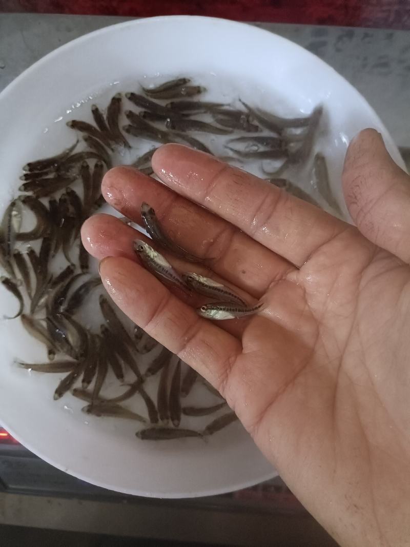 加洲鲈鱼苗，己训吃料，欢迎咨询