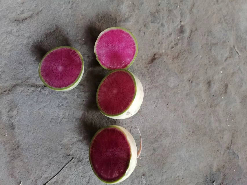 红心里美萝卜切面特写