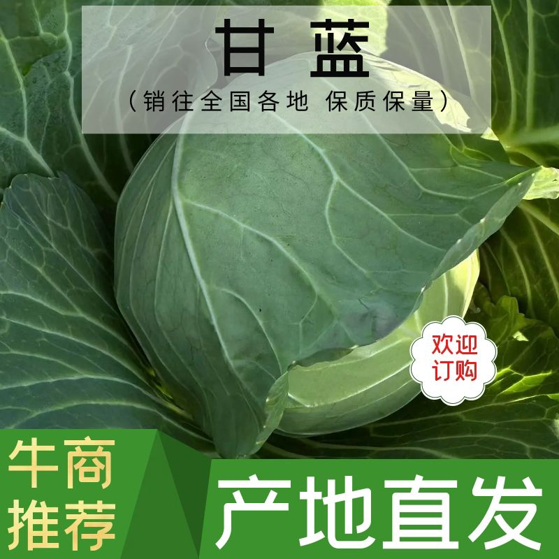 甘蓝/京丰一号甘蓝/紫甘蓝/圆包菜/包菜全国发