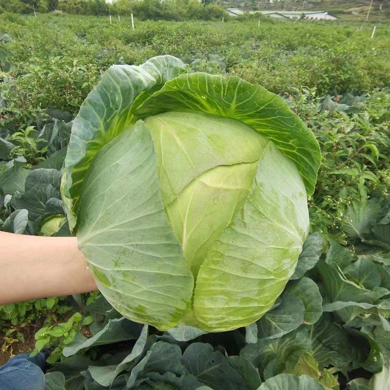 【牛商推荐】邯郸甘蓝永年圆包菜产地直发保质保量