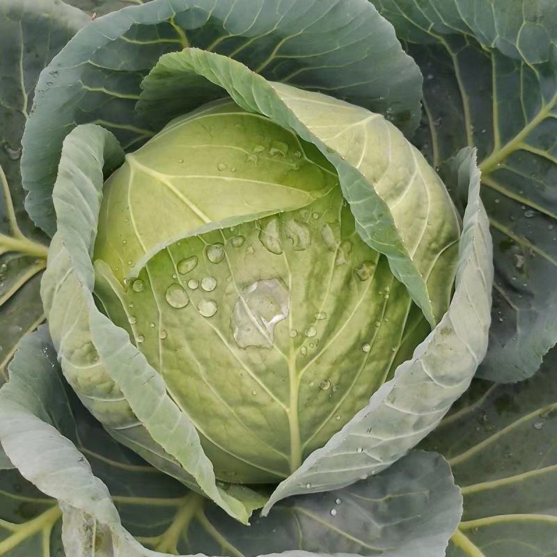 【牛商推荐】邯郸甘蓝永年圆包菜产地直发保质保量