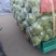 【牛商推荐】邯郸甘蓝永年圆包菜产地直发保质保量