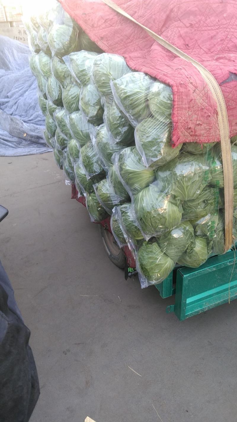 【牛商推荐】邯郸甘蓝永年圆包菜产地直发保质保量