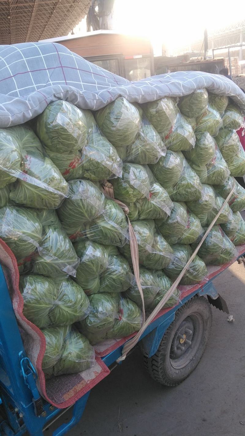 【牛商推荐】邯郸甘蓝永年圆包菜产地直发保质保量