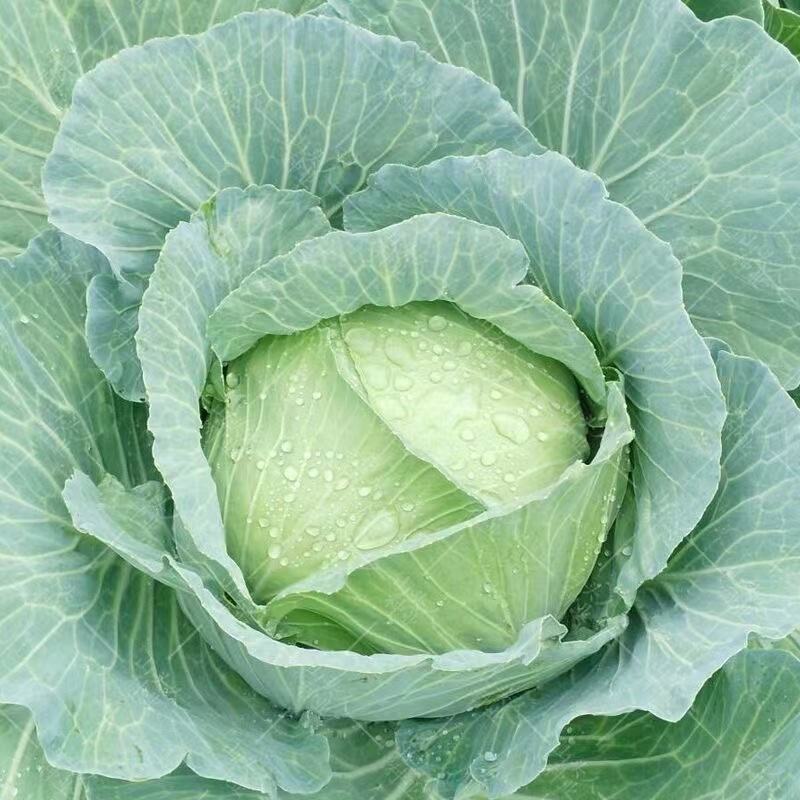 【牛商推荐】邯郸甘蓝永年圆包菜产地直发保质保量