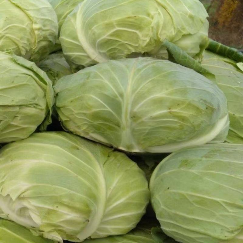 【牛商推荐】邯郸甘蓝永年圆包菜产地直发保质保量