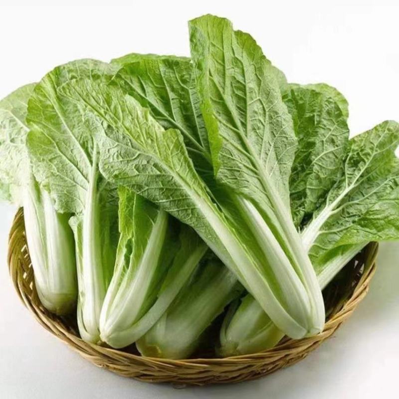 精品小白菜，河北邯郸永年基地，产地直发，大量上市