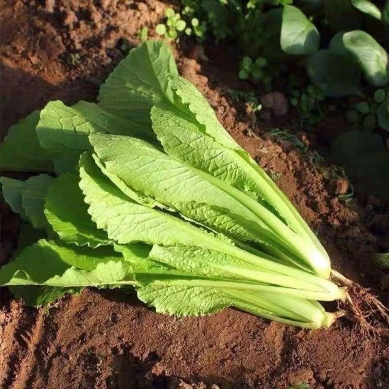 精品小白菜，河北邯郸永年基地，产地直发，大量上市