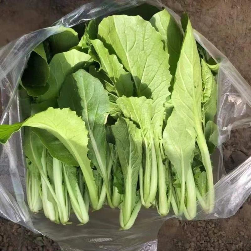 精品小白菜，河北邯郸永年基地，产地直发，大量上市