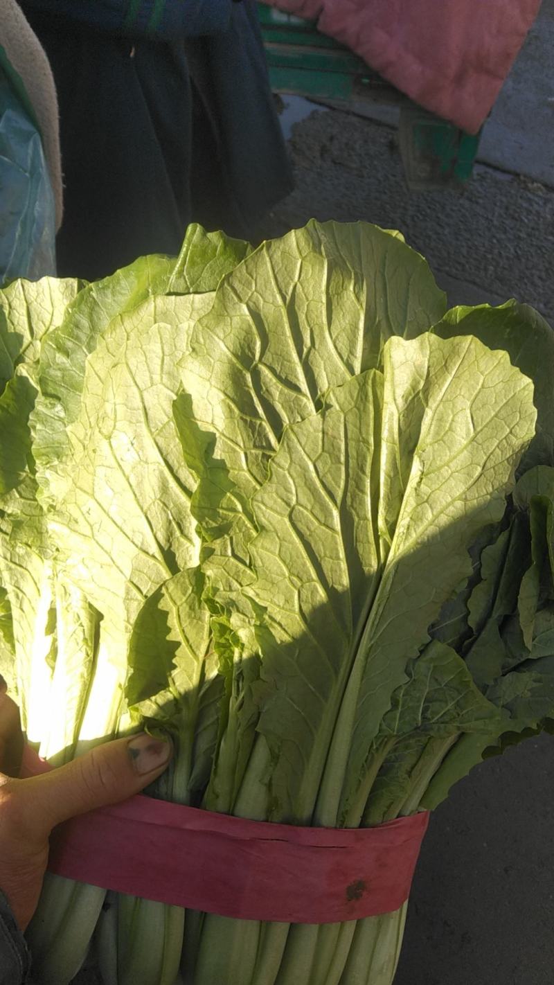 精品小白菜，河北邯郸永年基地，产地直发，大量上市