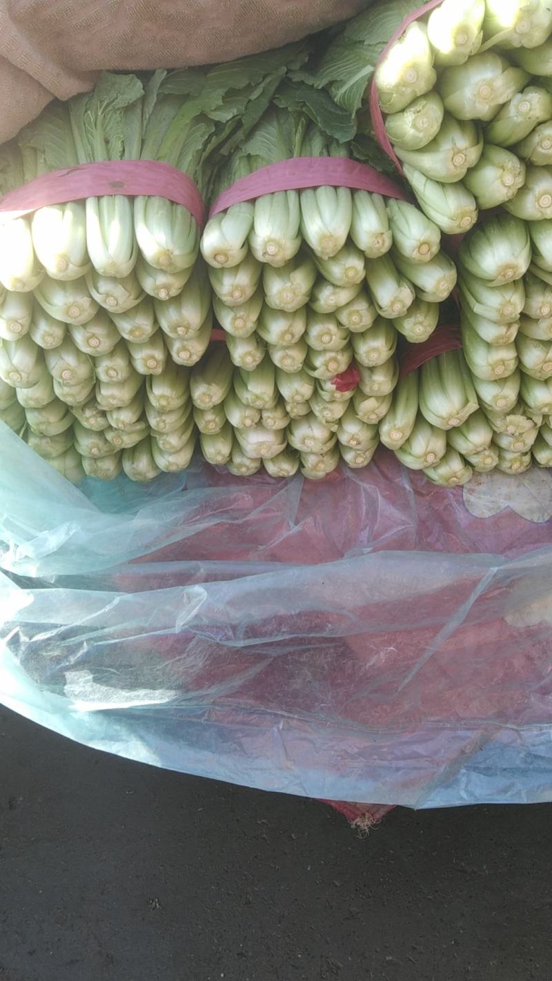 精品小白菜，河北邯郸永年基地，产地直发，大量上市