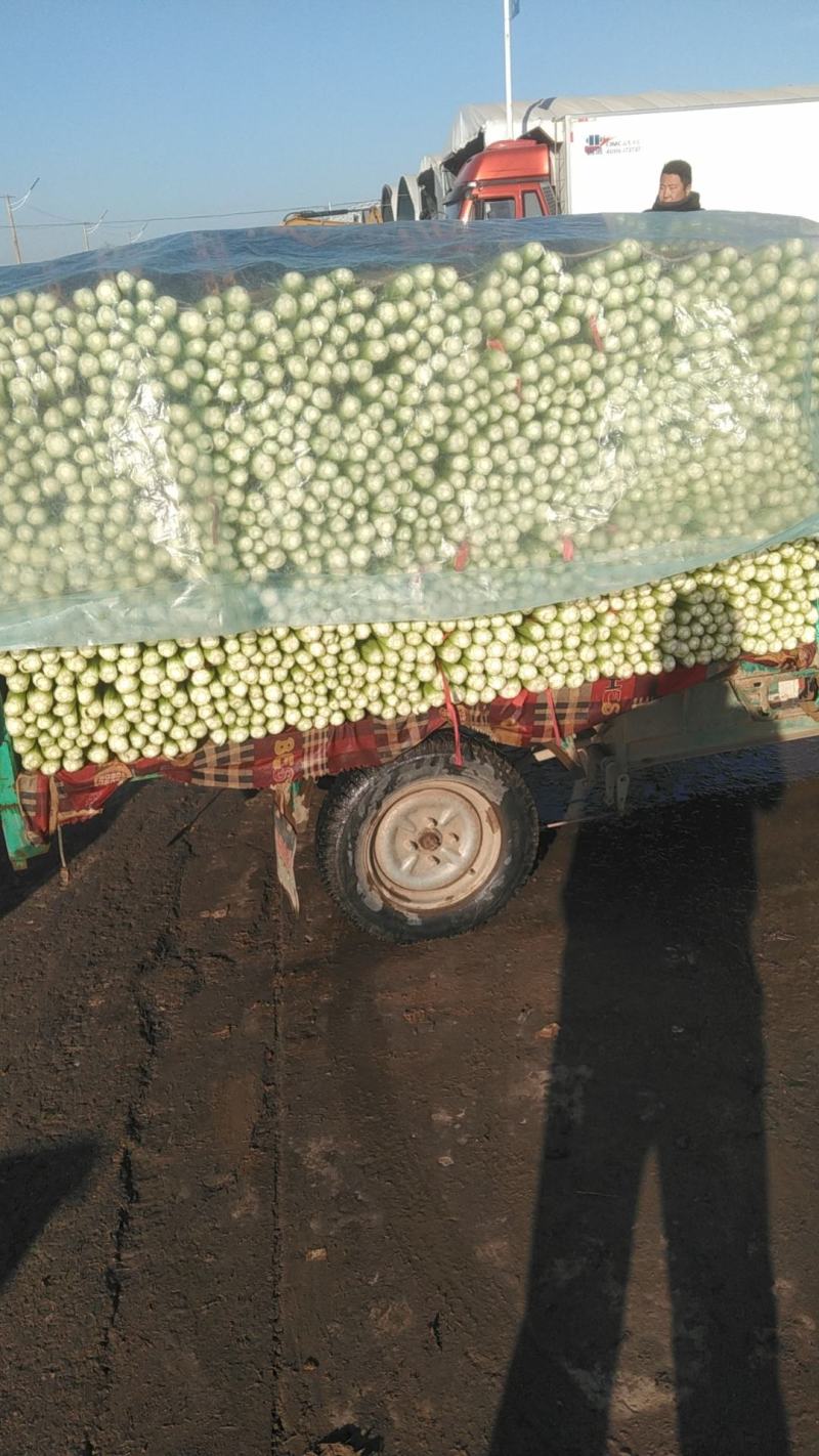 精品小白菜，河北邯郸永年基地，产地直发，大量上市