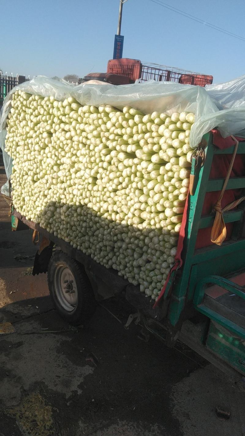 精品小白菜，河北邯郸永年基地，产地直发，大量上市