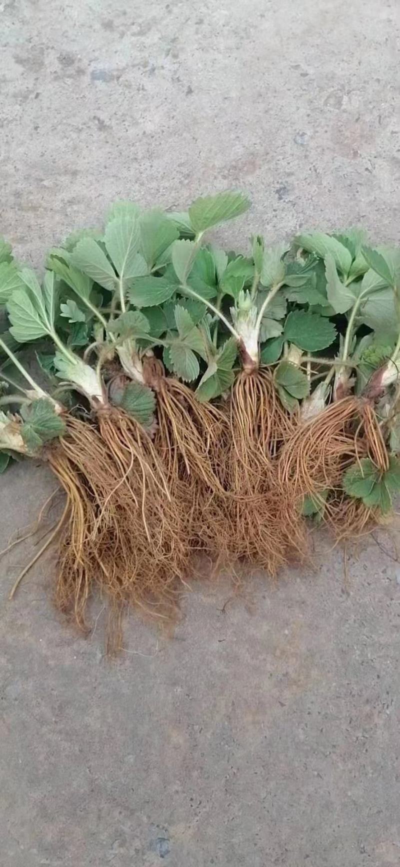 大叶宁玉草莓苗种苗脱毒穴盘苗品种纯正实地看苗