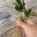 大叶宁玉草莓苗种苗脱毒穴盘苗品种纯正实地看苗