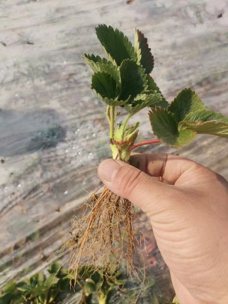 大叶宁玉草莓苗种苗脱毒穴盘苗品种纯正实地看苗