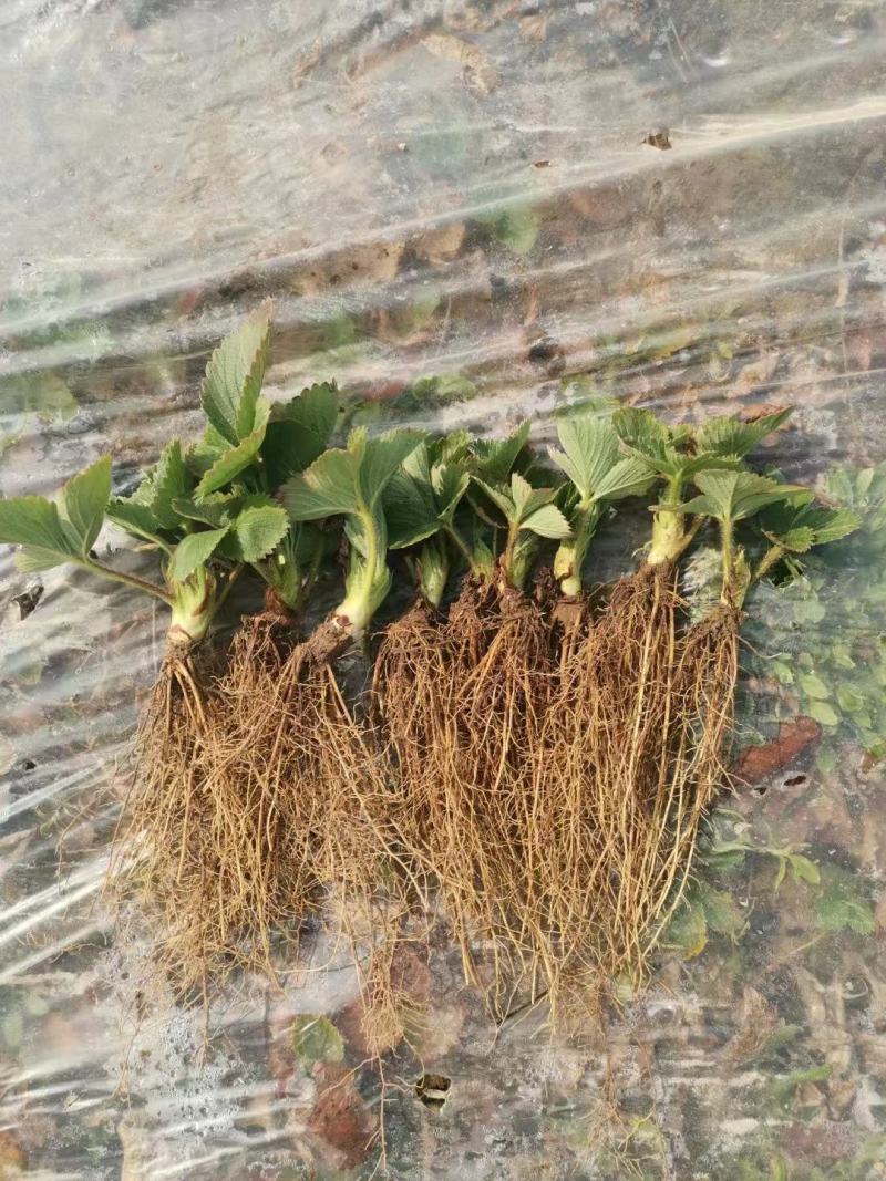 大叶宁玉草莓苗种苗脱毒穴盘苗品种纯正实地看苗