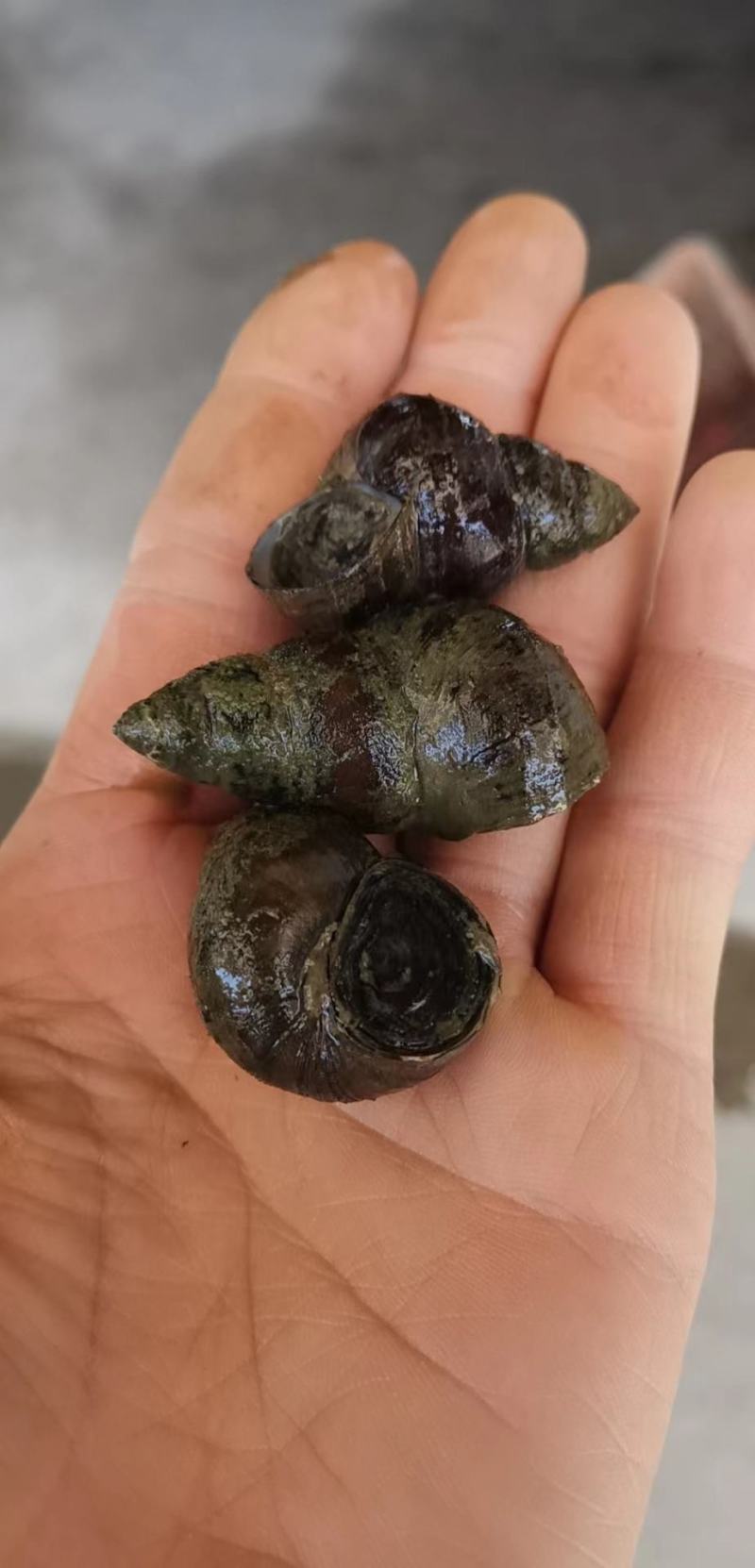 【牛商推荐】精选荆州螺蛳产地直发一手货源欢迎致电联系