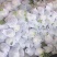 精品松花菜河北邯郸永年花菜实力代办一手货源产地直