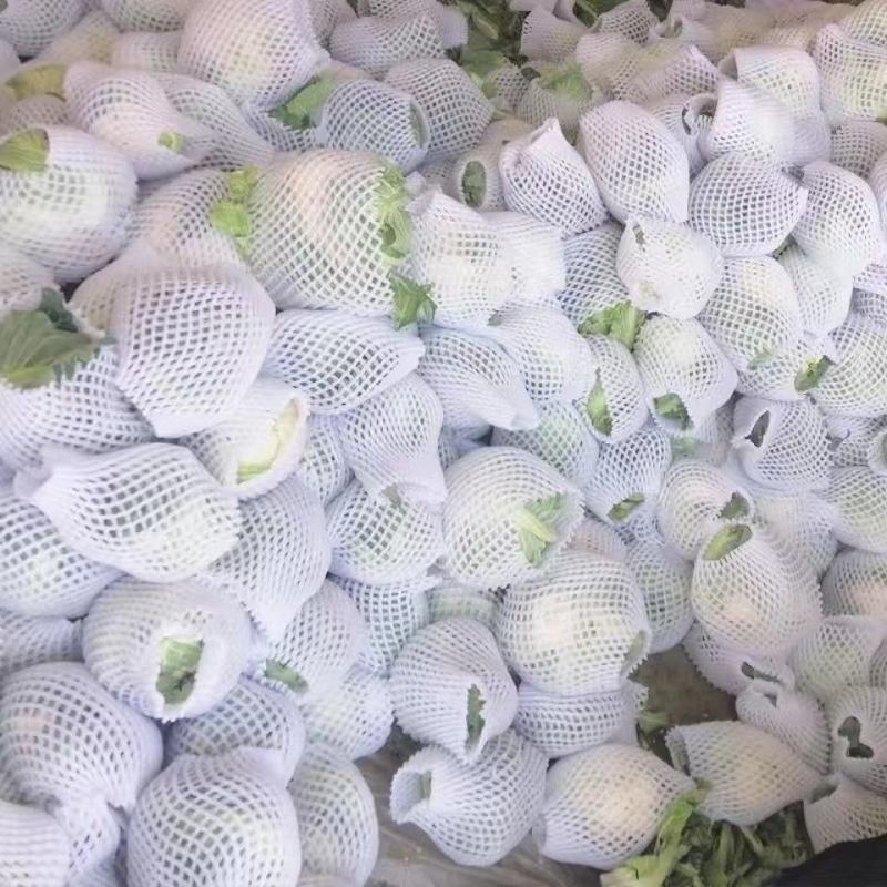 精品松花菜河北邯郸永年花菜实力代办一手货源产地直