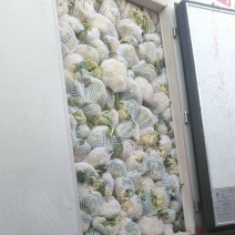 精品松花菜河北邯郸永年花菜实力代办一手货源产地直