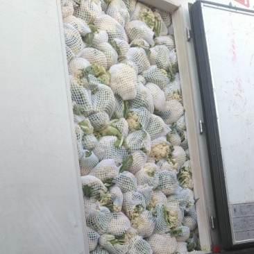 精品松花菜河北邯郸永年花菜实力代办一手货源产地直