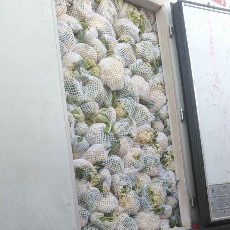 精品松花菜河北邯郸永年花菜实力代办一手货源产地直