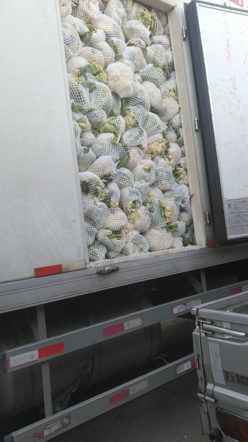 精品松花菜河北邯郸永年花菜实力代办一手货源产地直
