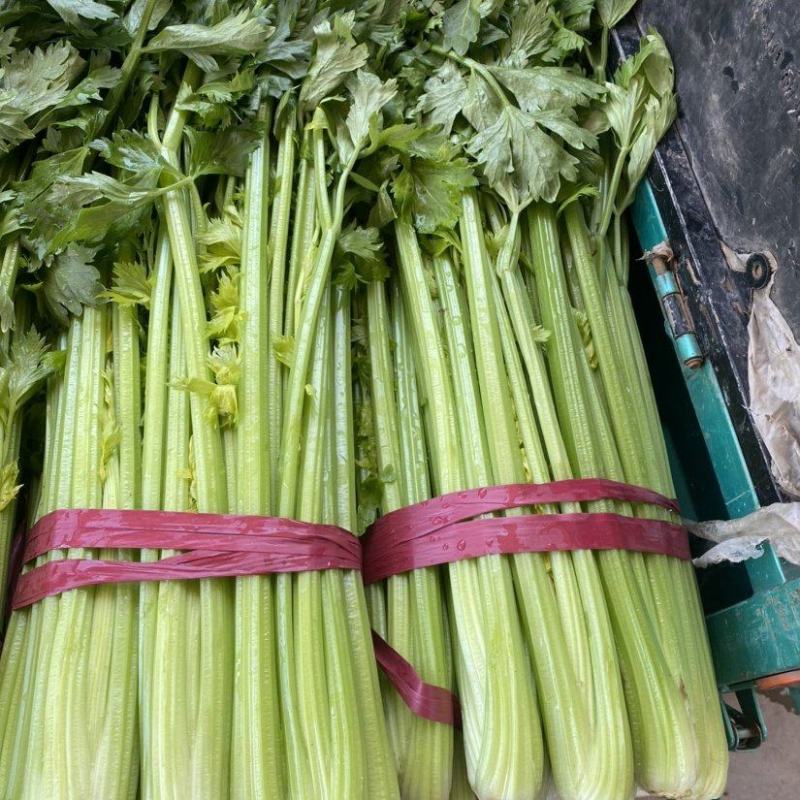 精品西芹菜，常年供应，河北邯郸永年芹菜，实力代办
