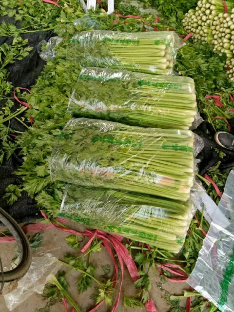 精品西芹菜，常年供应，河北邯郸永年芹菜，实力代办