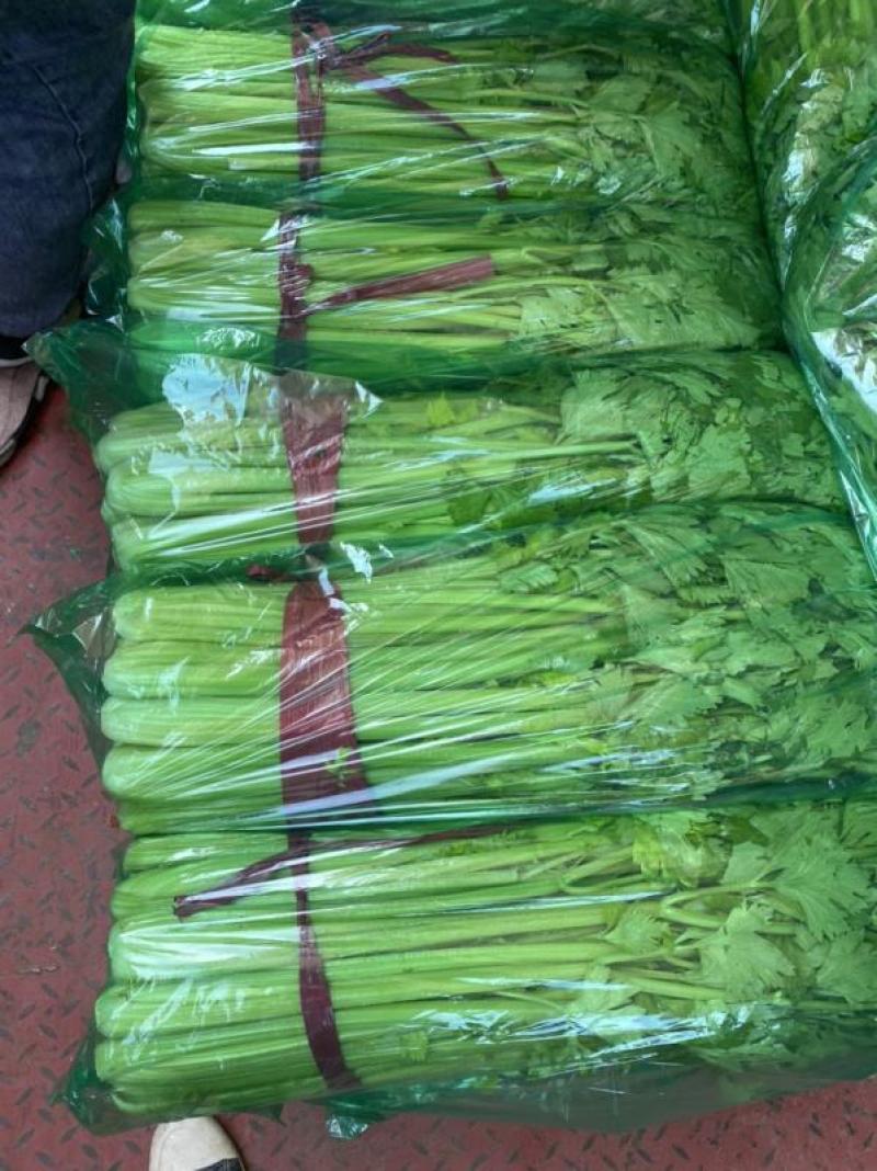 精品西芹菜，常年供应，河北邯郸永年芹菜，实力代办