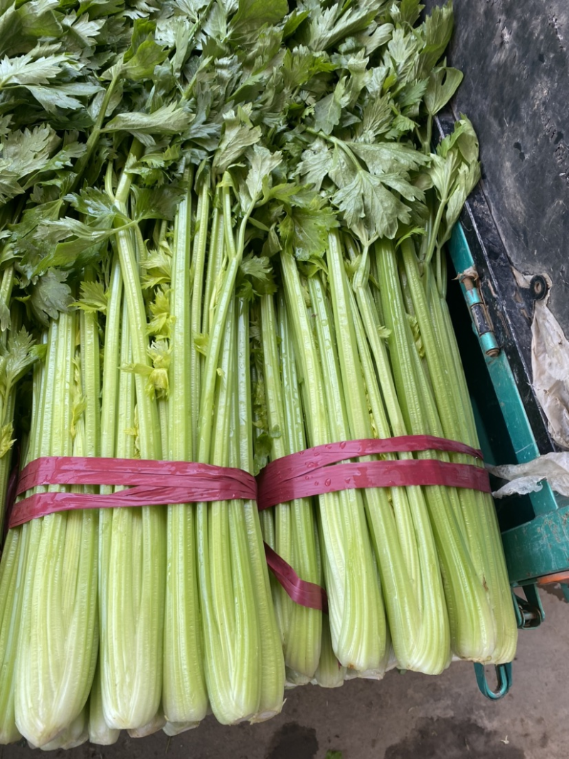 精品西芹菜，常年供应，河北邯郸永年芹菜，实力代办