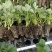 红颜草莓苗地栽大棚种植苗脱毒二代果实大香甜适应性强
