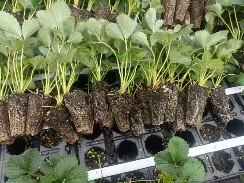 红颜草莓苗地栽大棚种植苗脱毒二代果实大香甜适应性强