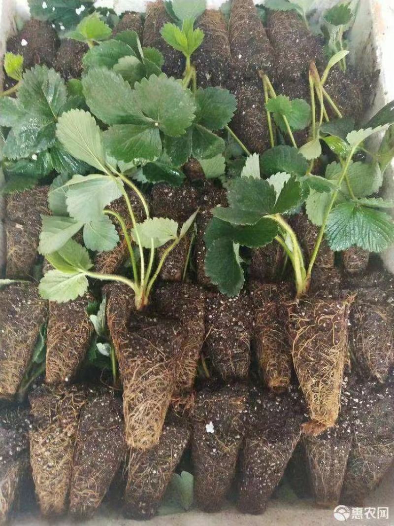 红颜草莓苗地栽大棚种植苗脱毒二代果实大香甜适应性强