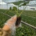 红颜草莓苗地栽大棚种植苗脱毒二代果实大香甜适应性强
