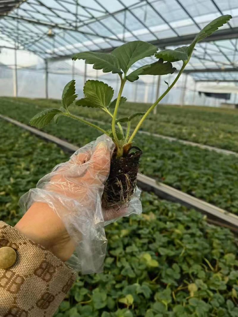 红颜草莓苗地栽大棚种植苗脱毒二代果实大香甜适应性强