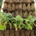 红颜草莓苗地栽大棚种植苗脱毒二代果实大香甜适应性强