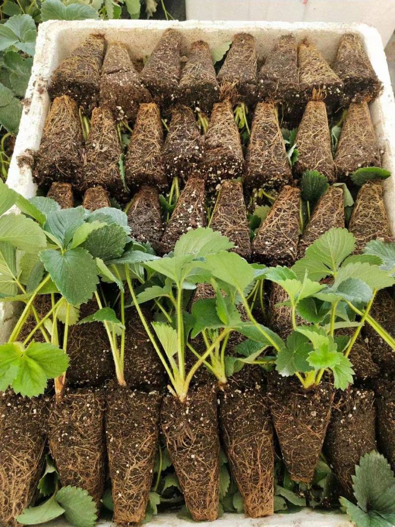 红颜草莓苗地栽大棚种植苗脱毒二代果实大香甜适应性强