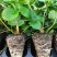 红颜草莓苗地栽大棚种植苗脱毒二代果实大香甜适应性强