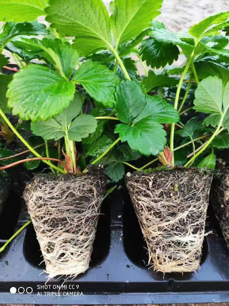 红颜草莓苗地栽大棚种植苗脱毒二代果实大香甜适应性强