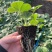 红颜草莓苗地栽大棚种植苗脱毒二代果实大香甜适应性强