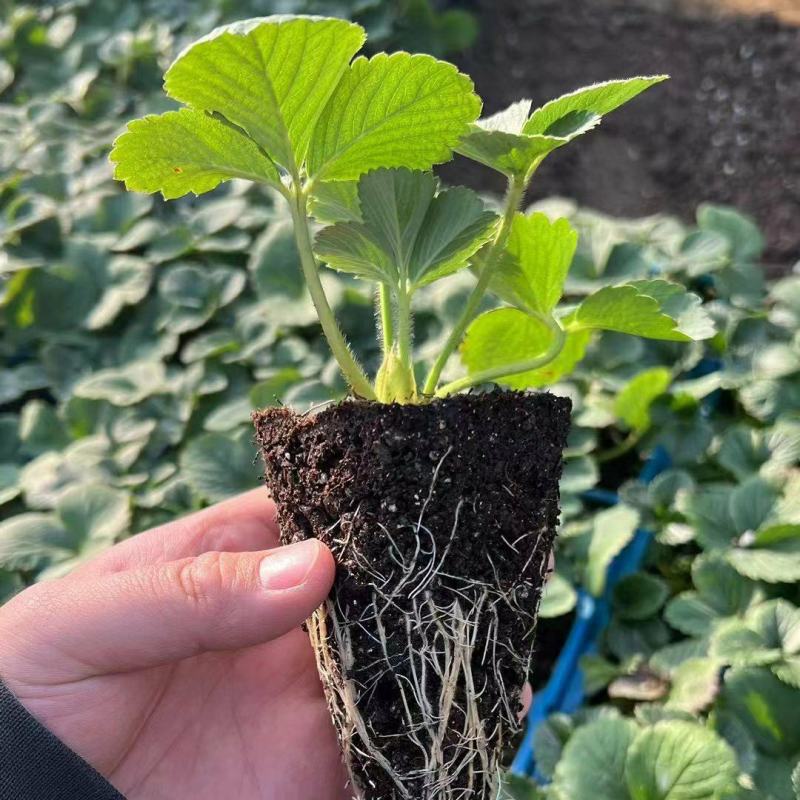 红颜草莓苗地栽大棚种植苗脱毒二代果实大香甜适应性强