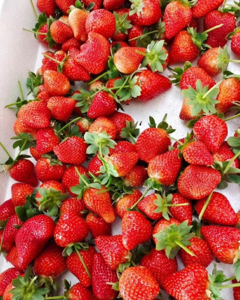 甜查理草莓加工果，市场小果，现货供应，基地直供。